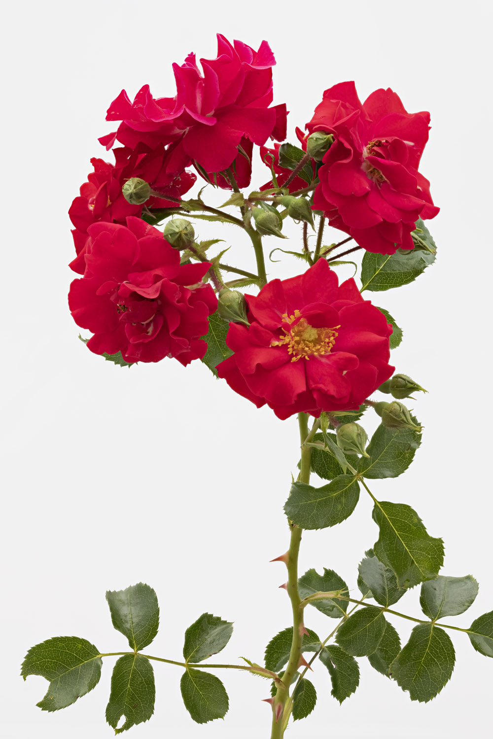 Jardin de Bagatelle #pierrejosephredout&eacute;